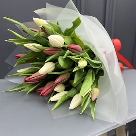 Букет из 25  белых и красных тюльпанов