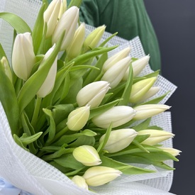 Букет из 25 белых тюльпанов