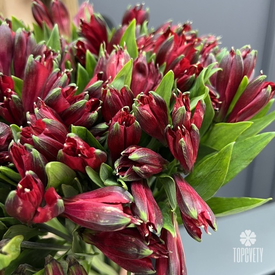 Букет 19шт альстромерия 