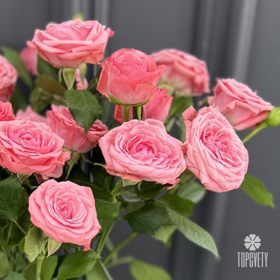 Букет из 5 кустовых пионовидных роз 80см