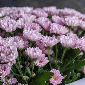 Букет из 21 розовой кустовой хризантемы Сантини 