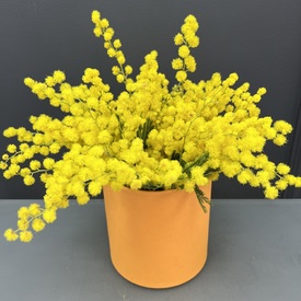 Композиция из 3 веток мимозы в коробке 