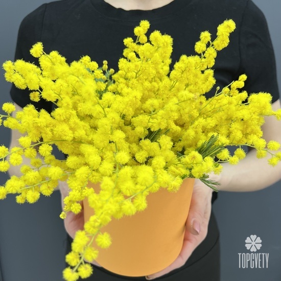 Композиция из 3 веток мимозы в коробке 