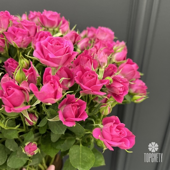 Букет из 25 малиновых кустовых роз