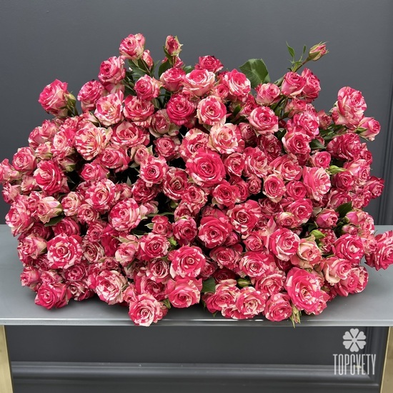 Букет из 25 розовых кустовых роз Фаир вокс 50см