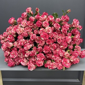 Букет из 25 розовых кустовых роз Фаир вокс 50см