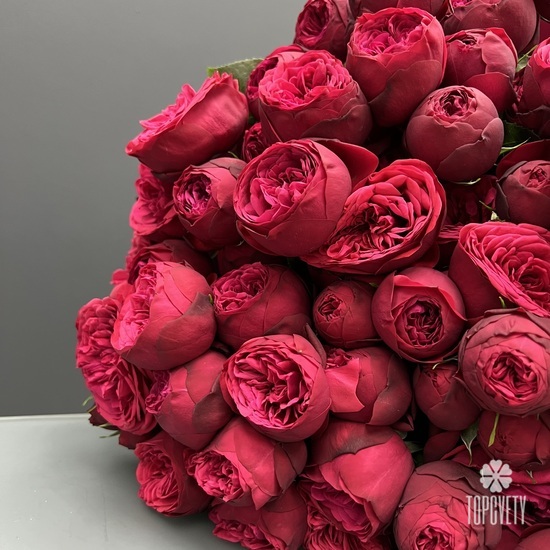 Букет из 25 красных пионовидных роз 