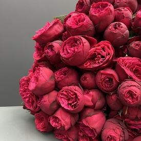 Букет из 25 красных пионовидных роз 