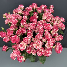 Букет из 15 кустовых роз  Фаер Фокс 60см