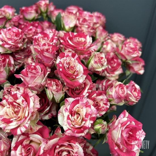 Букет из 15 кустовых роз  Фаер Фокс 60см