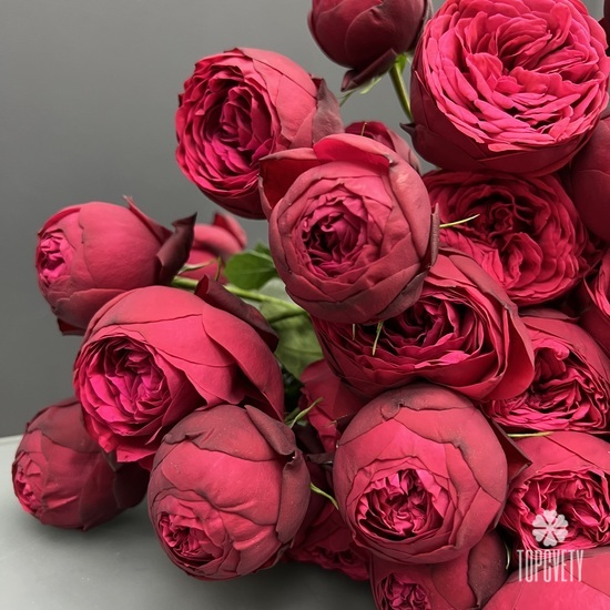 Букет из 11 пионовидных  кустовых роз 
