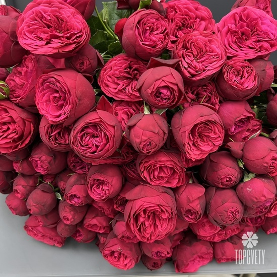Букет из 35 пионовидных кустовых роз 