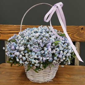 Композиция из голубой гипсофилы в корзинке 