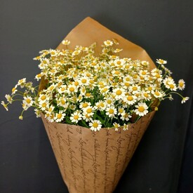 Букет из 9 Ромашек Танацетума