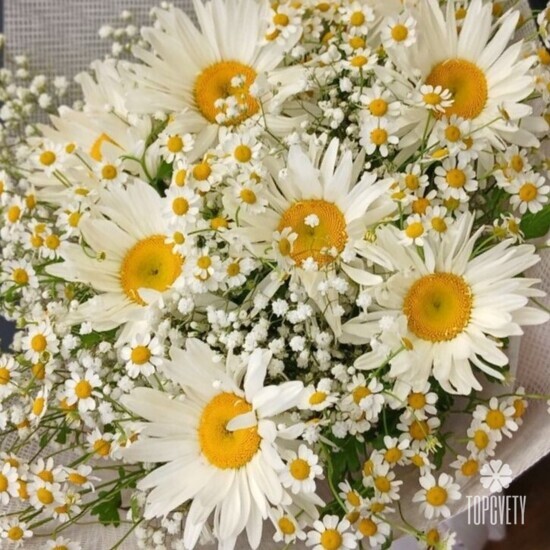 Букет из 9 Ромашек, танацетума и гипсофилы