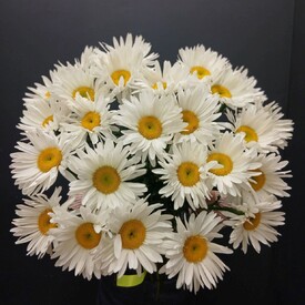 Букет из 25 Ромашек