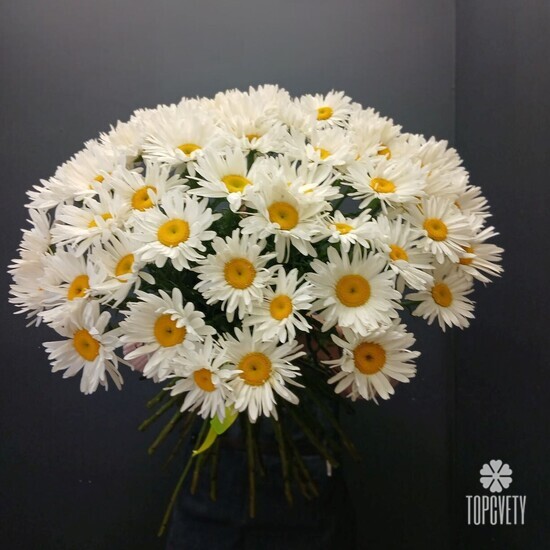 Букет из 51 Ромашки