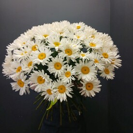 Букет из 51 Ромашки