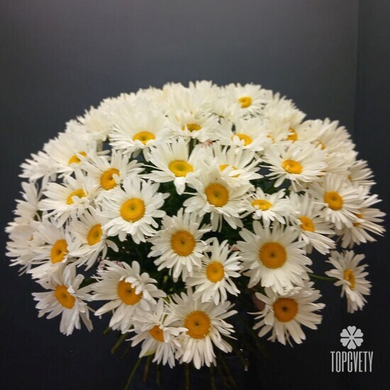 Букет из 51 Ромашки