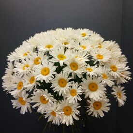 Букет из 51 Ромашки