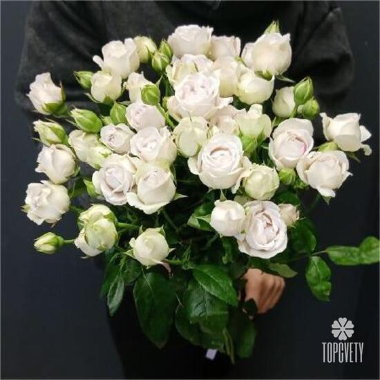 Букет из 9 кустовых пионовидных роз 50см