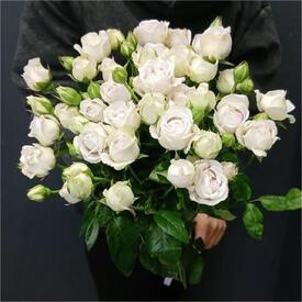 Букет из 9 кустовых пионовидных роз 50см