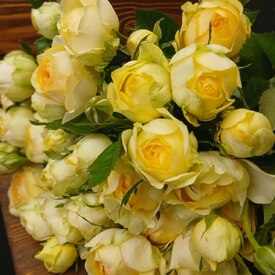 Букет из 15 кустовых пионовидных роз 50см