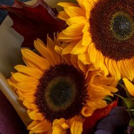 Букет из 3 подсолнухов 