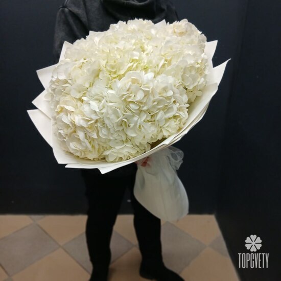 Букет из 9 белых гортензий