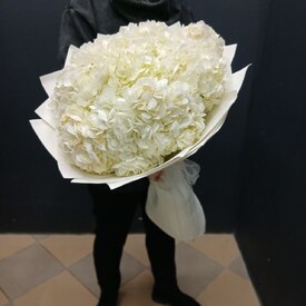 Букет из 9 белых гортензий