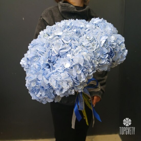 Букет из 9 голубых гортензий с лентой