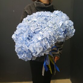 Букет из 9 голубых гортензий с лентой