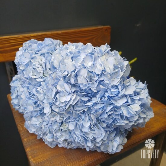 Букет из 9 голубых гортензий с лентой