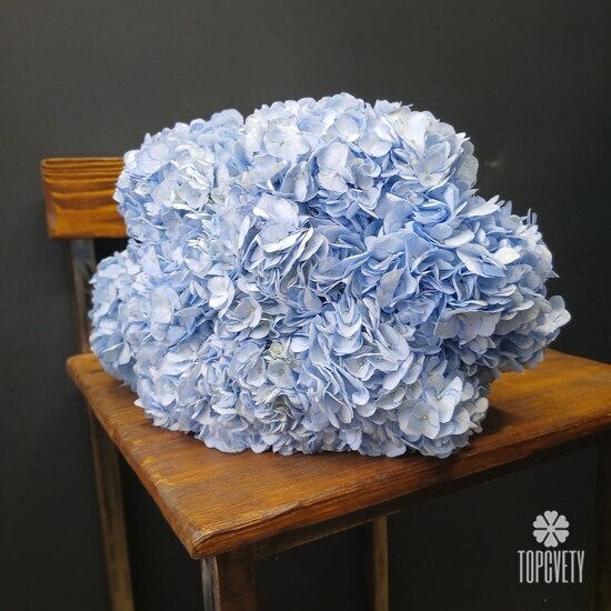 Букет из 9 голубых гортензий с лентой