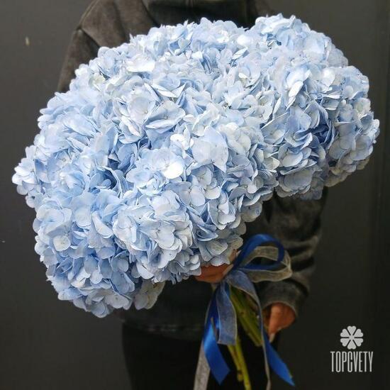 Букет из 9 голубых гортензий с лентой