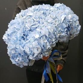 Букет из 9 голубых гортензий с лентой