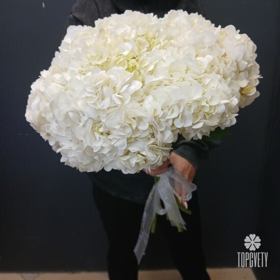 Букет из 9 белых гортензий 