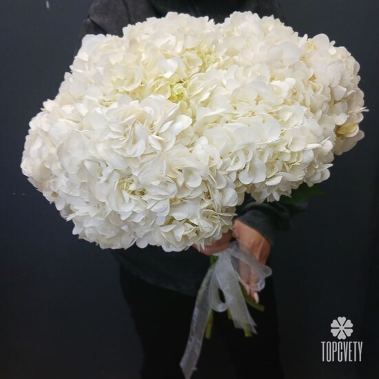 Букет из 9 белых гортензий 