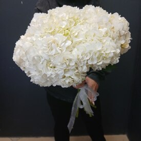 Букет из 9 белых гортензий 