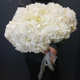 Букет из 9 белых гортензий 