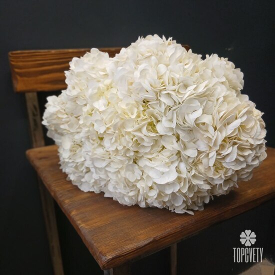 Букет из 9 белых гортензий 