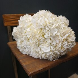 Букет из 9 белых гортензий 