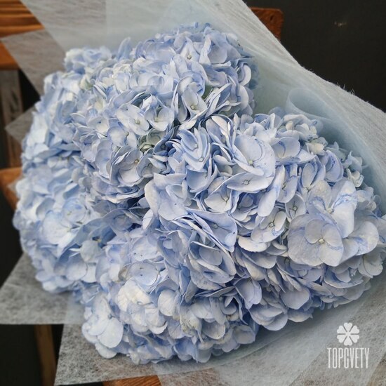 Букет из 5 голубых гортензий 