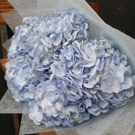 Букет из 5 голубых гортензий 