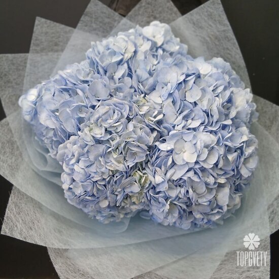 Букет из 5 голубых гортензий 
