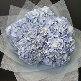 Букет из 5 голубых гортензий 