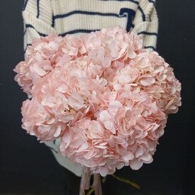 Букет из 5 розовых гортензий