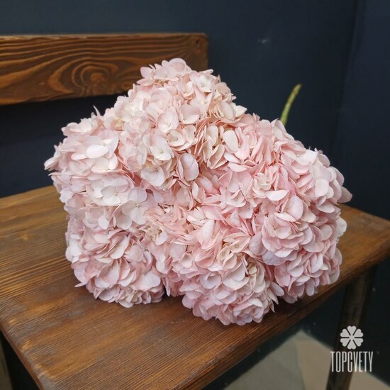 Букет из 5 розовых гортензий