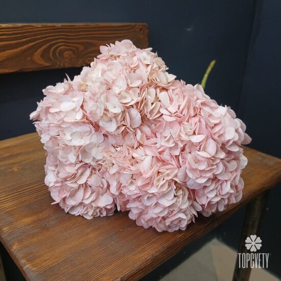 Букет из 5 розовых гортензий