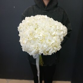 Букет из 5 белых гортензий 